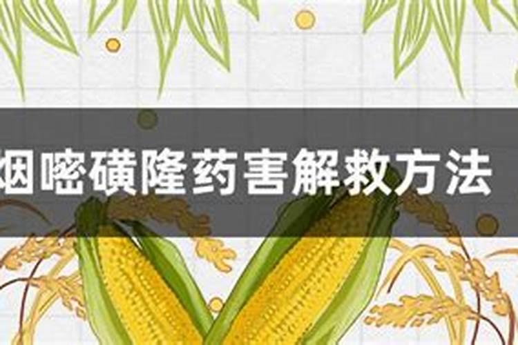 烟嘧磺隆药害解救方法