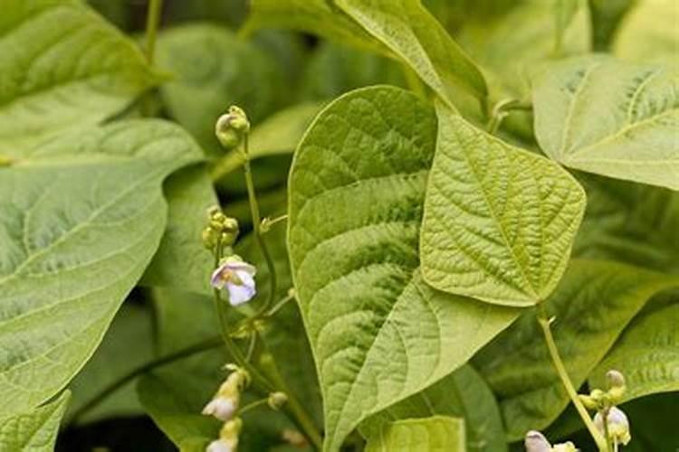 白芸豆种植指南：把握最佳季节，收获满满