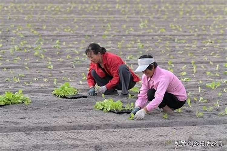 逆季节挑战：白菜与萝卜的丰产栽培秘籍