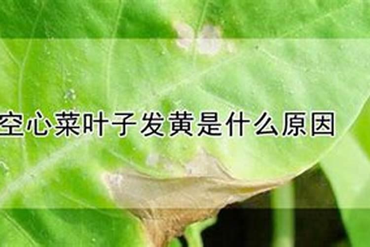 空心菜叶子发黄是什么原因？