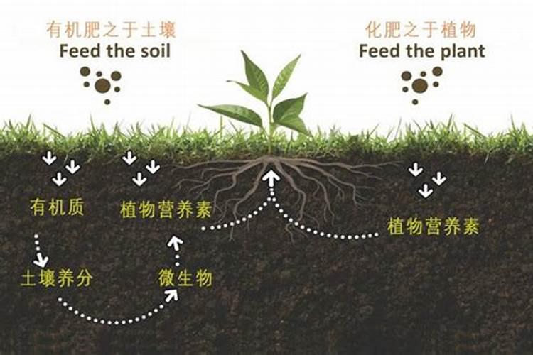 有机肥你了解多少？有机肥在农业中的作用