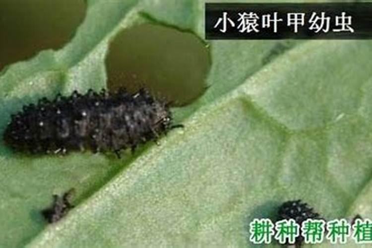 守护田园：有效防治小猿叶甲的种植策略