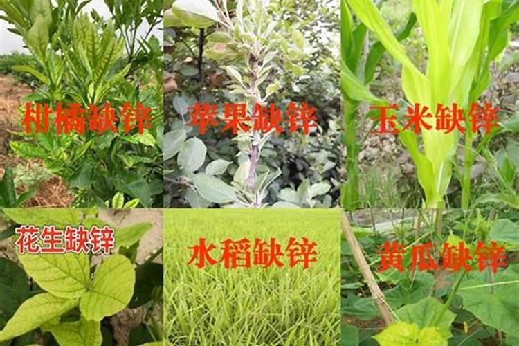 芹菜作物缺锌的症状现象？