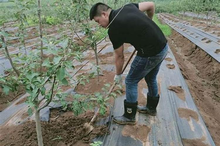 如何提高定植后苗木的成活率？