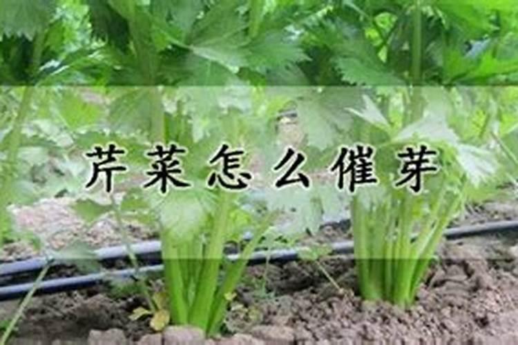 芹菜催芽后不生长是什么原因？