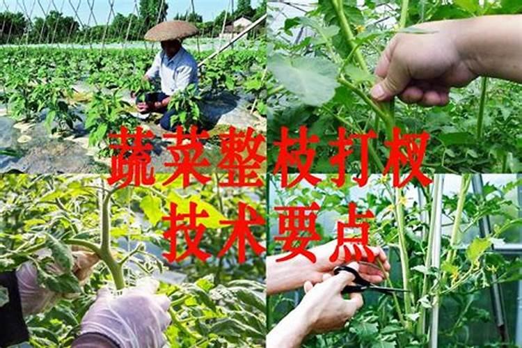 掌握冬季蔬菜整枝打杈技巧，让菜园丰收不是梦！