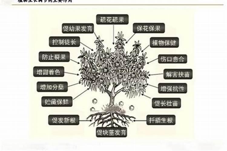 怎么正确使用植物生长调节剂