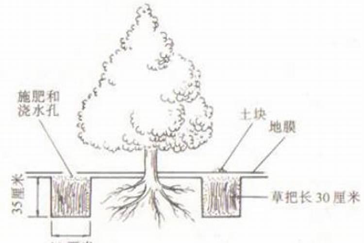 穴贮肥水覆膜：果树施肥的创新之路