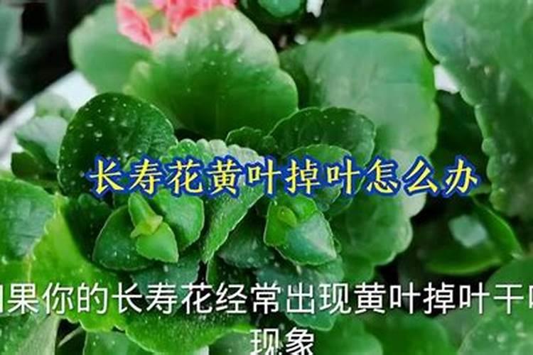 长寿花黄叶掉落怎么办