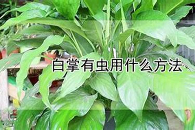 白掌有虫用什么方法？