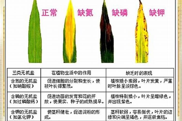 怎么分辨作物是缺钾状况？