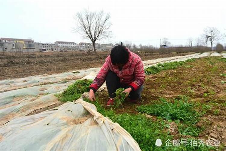 中药材种植化学除草“六注意”