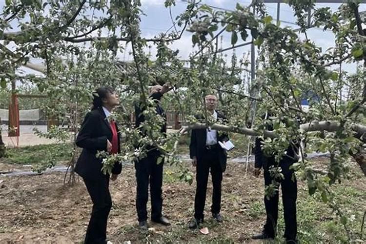 减轻果树雪灾害技术