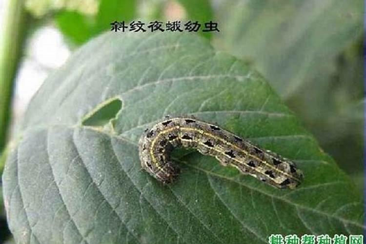 种植芹菜用什么农药可以防治斜纹夜蛾？