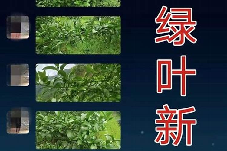 青皮蜜桔如何解决保果难问题