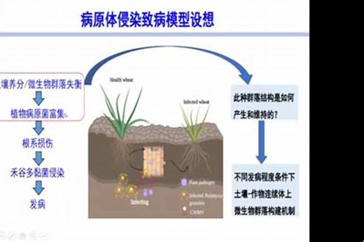 科学管理克服蔬菜连作障碍