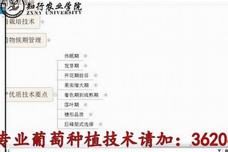 葡萄树的施肥技术要点：迈向高产优质的关键步骤