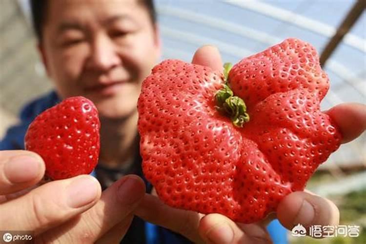 大棚草莓畸形果发生的原因及预防