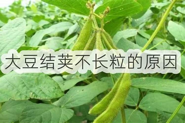 大豆结荚不实的外在原因有哪些？