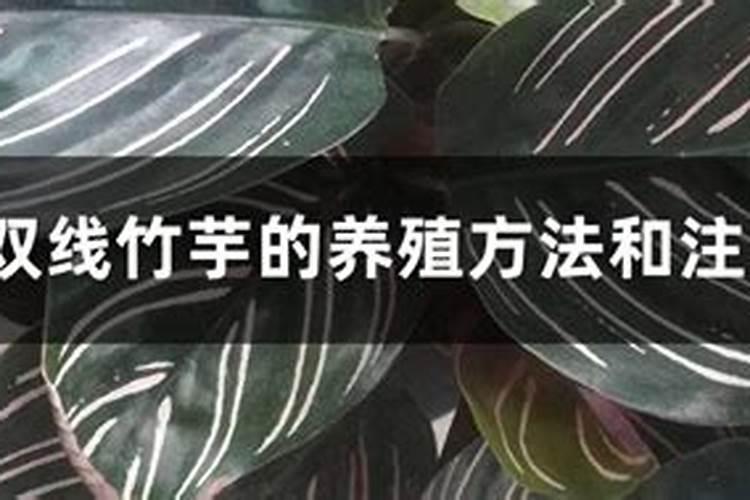 双线竹芋的养殖方法和注意事项