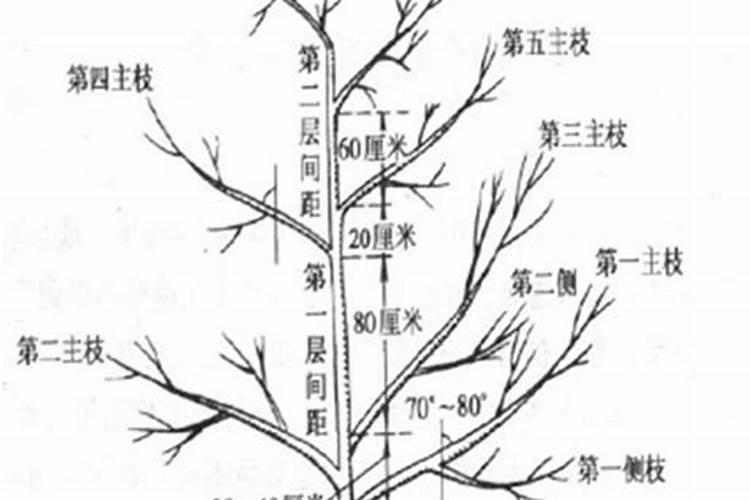 枣树幼树冬季修剪的艺术