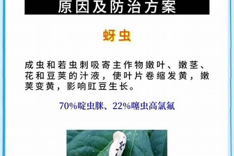 菜花花蕾异常的原因分析及预防意见建议