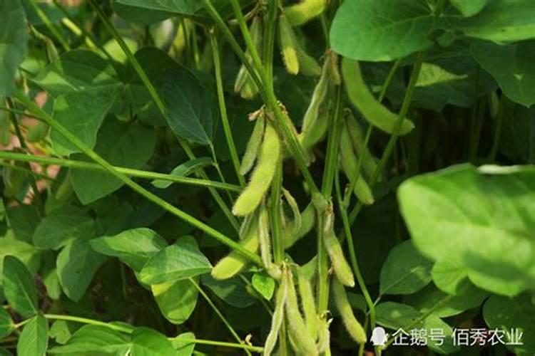 大豆什么时间种植好？大豆种植时间和方法？