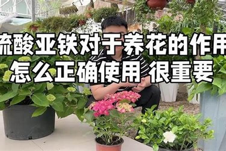 养花如何使用硫酸亚铁养花常用什么肥料