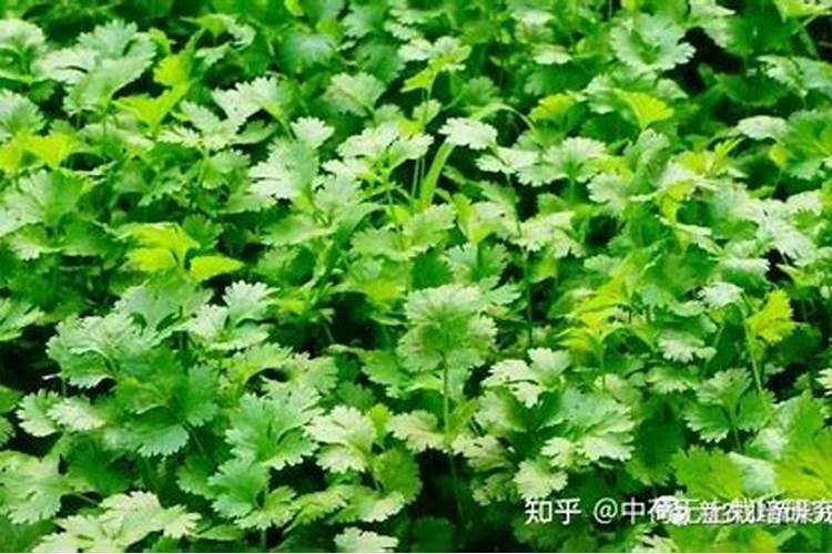 秋香菜种植管理新措施：提升品质与产量的关键步骤