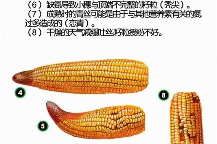 玉米缺磷的主要表现症状？