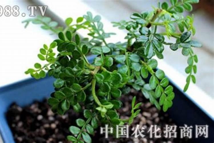 胡椒木的施肥方法？胡椒木施什么肥？