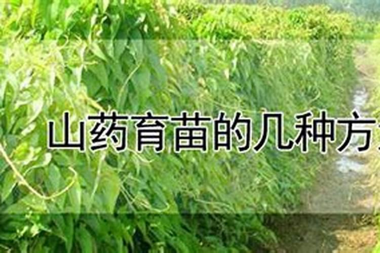 山药育苗的高效途径：掌握关键步骤，确保健康生长