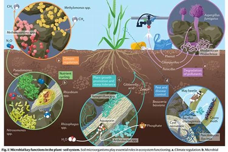 土壤守护者：提升微生物农药效果的关键策略？