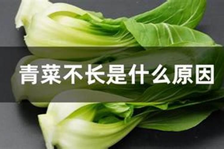 青菜不长是什么原因？