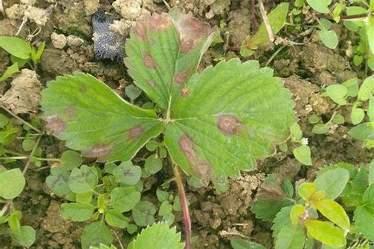 栽植草莓蛇眼病的症状及农药防治方法？