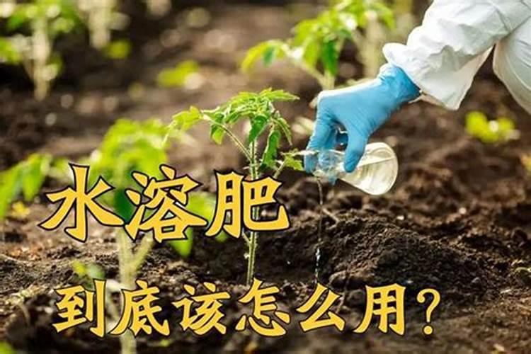 水溶肥是什么肥料水溶性肥料的优缺点有哪些