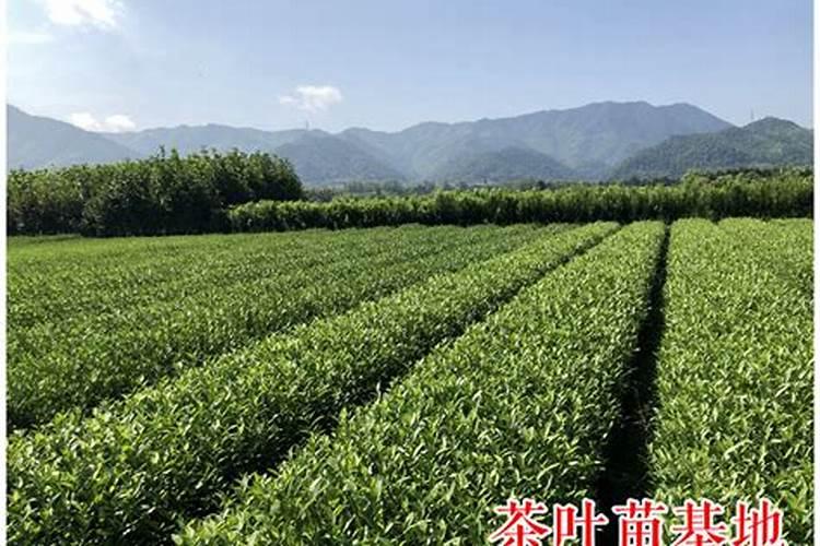 揭秘茶园成功之道：提高茶苗种植成活率的关键策略