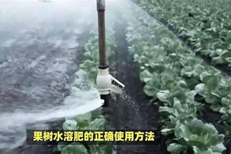 水溶肥的正确使用方法