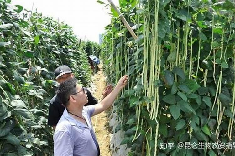 豇豆随水冲施肥料的方法有哪些？