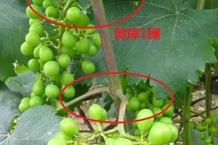 夏黑葡萄掉果是什么原因引起的？