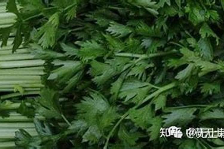 一般情况下种植一亩地的芹菜可以产多重芹菜？