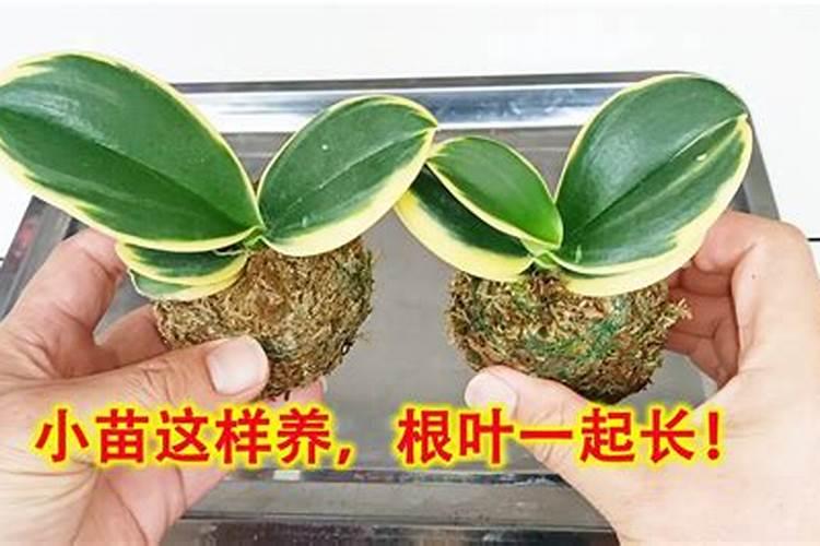 蝴蝶兰小苗可以用磷肥吗？