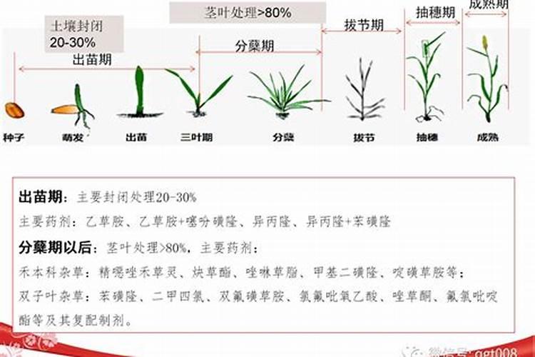 低温麦田除草：策略与注意事项