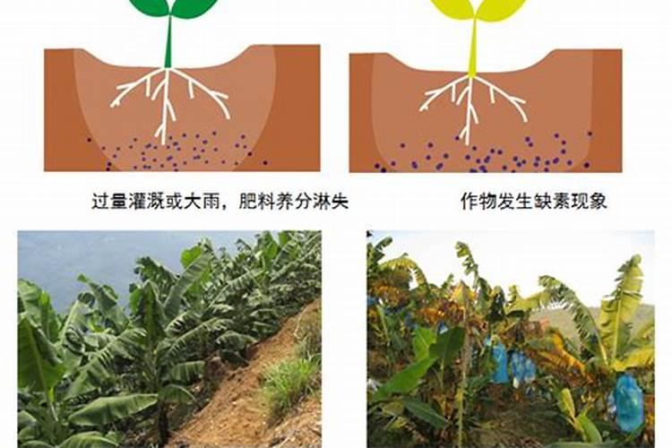 施肥的基本原则有哪些