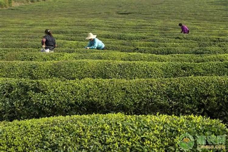 揭秘茶树白星病的防治之道：策略与实践