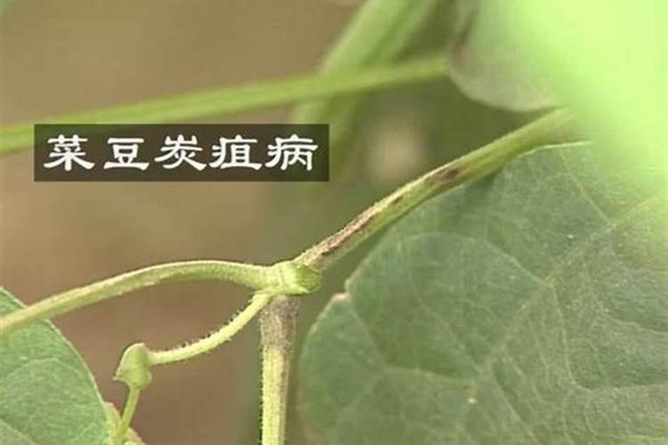 菜豆的常见病害怎样防治？菜豆常见病害的防治技巧