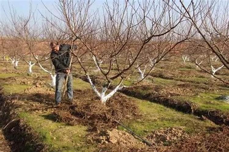 秋冬茬西芹病虫防治：策略与实践