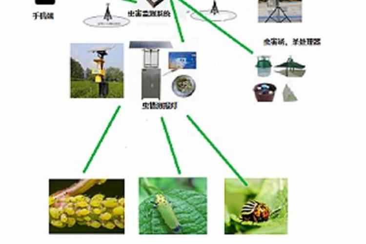 绿豆田的守护者：战胜虫害的智慧战略