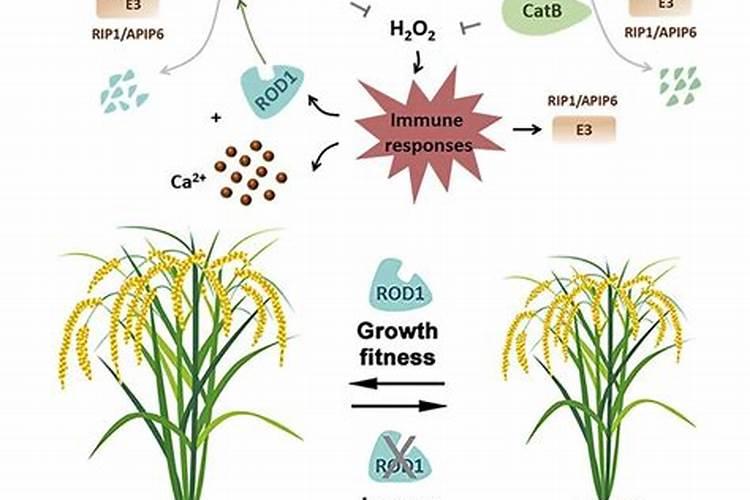 绿色防御：提升水稻抗病虫能力的策略