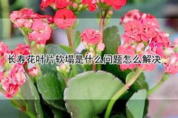 长寿花叶片软塌是什么问题怎么解决？